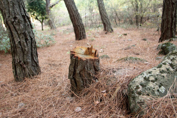 Best Root Management and Removal  in Brownwood, TX